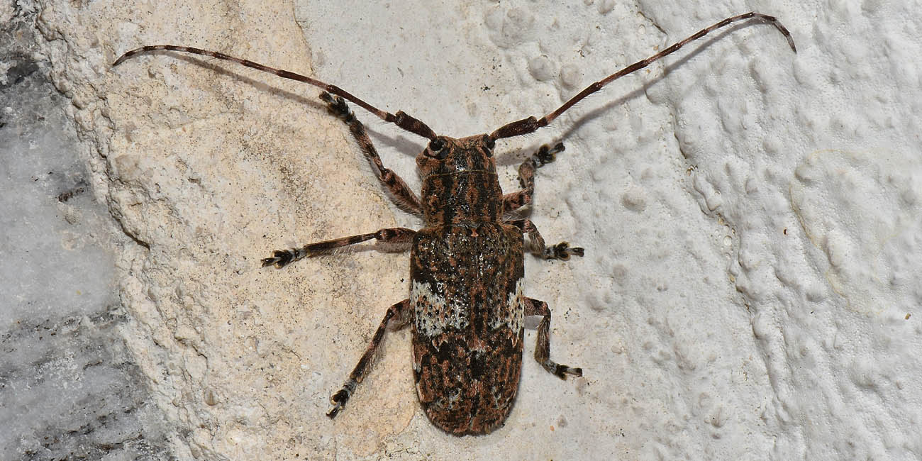 Cerambycidae: Mesosa nebulosa?  Sì  !